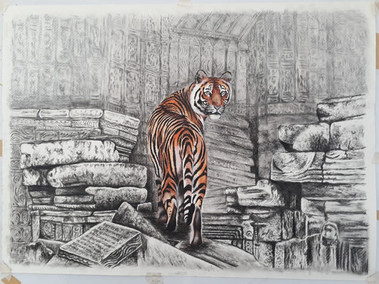 Royal Bengal,Tiger panna